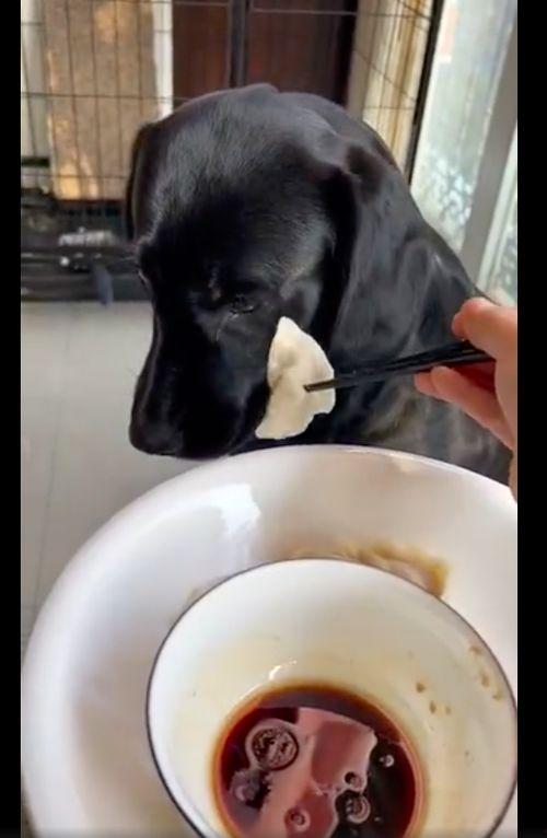 狗狗可以吃瓜馅饺子嘛视频,美味还是禁忌? 狗狗可以吃瓜馅饺子嘛视频,美味还是禁忌?