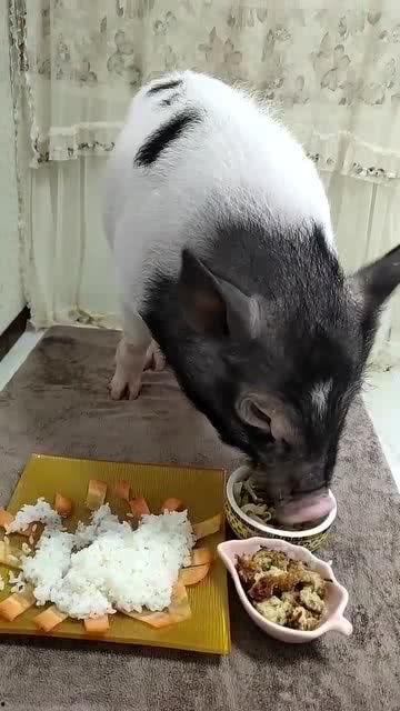 小猪吃羊角瓜视频,萌态可掬萌翻网友 小猪吃羊角瓜视频,萌态可掬萌翻网友