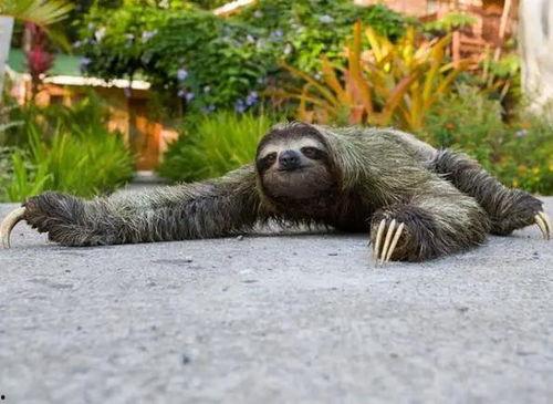 动物吃羊角蜜瓜视频大全,视频大全揭秘萌宠食趣