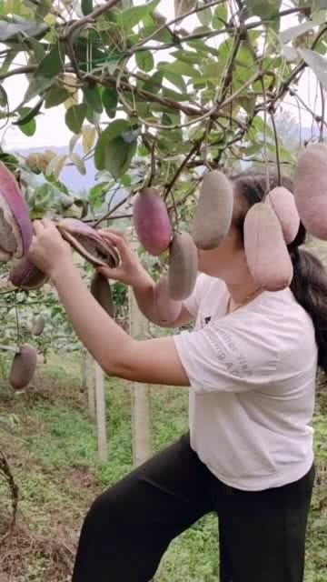 吃八月瓜的小姐姐视频,小姐姐现场品尝，带你领略田园风味