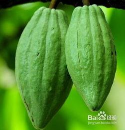 蔬菜佛手瓜怎么吃视频,视频教你轻松烹饪健康佳肴